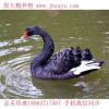 岳陽鴕鳥養(yǎng)殖怎么樣鴕鳥苗價(jià)格貨到付款