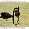 鷹潭鴕鳥養(yǎng)殖前景怎么樣哪里買鴕鳥苗（直供）