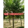 盤錦25公分國槐種植基地哪里有