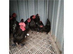 元寶雞苗多少錢(qián)一只 元寶雞什么顏色貴