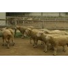 2020波爾山羊最新價格 3一5個月波爾山羊圖片