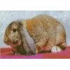 公羊兔种兔价格公羊兔幼崽15斤多少钱
