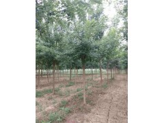 太原胸徑5-6-8公分國槐樹價格 綠化工程苗 現(xiàn)挖現(xiàn)賣