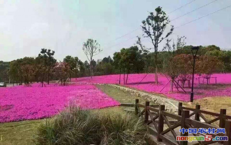 叢生福祿考（芝櫻）3