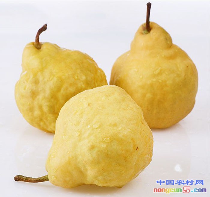 丑梨1