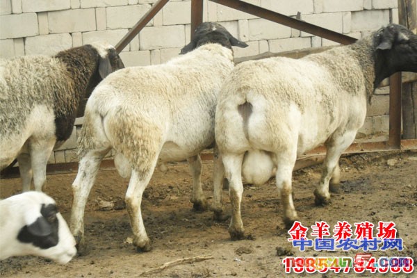 養(yǎng)羊的利潤