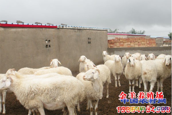 養(yǎng)羊真的賺錢嗎
