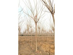 合歡樹(shù)5公分6公分8公分種植/自產(chǎn)自銷_跑量批售
