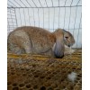 江苏哪里有公羊兔养殖场公羊兔种兔价格多少钱一只