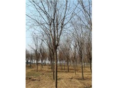 皂角樹18公分20公分種植基地 山東皂角樹價格