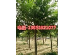 18公分櫻花20公分櫻花價(jià)格
