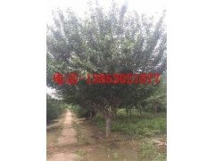 15公分合歡樹25公分合歡樹價(jià)格