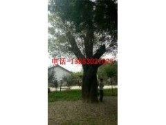 20公分合歡樹25公分合歡樹價(jià)格
