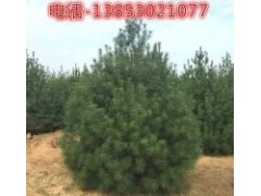 12公分櫻花20公分櫻花價格