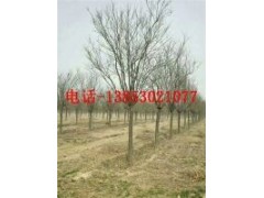 15公分垂柳20公分垂柳價格