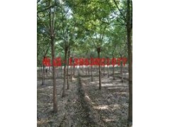 15公分合歡樹20公分合歡樹