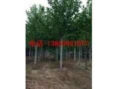 12公分合歡樹15公分合歡樹價(jià)格