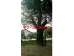 12公分白蠟15股份白蠟價格