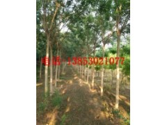 18公分國槐20公分國槐價格