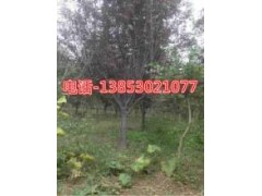 15公分合歡樹20公分合歡樹價(jià)格