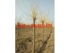 18公分合歡樹20公分合歡樹價(jià)格