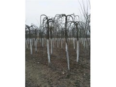 6公分8公分10公分龍爪槐樹苗菏澤基地直銷