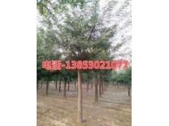 20公分櫻花25公分櫻花價(jià)格