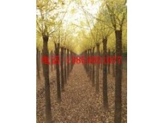 15公分櫻花25公分櫻花價格