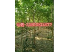 15公分櫻花20公分櫻花價格