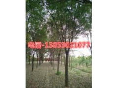 15公分西府海棠20公分西府海棠價(jià)格