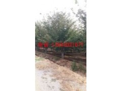 15公分合歡樹20公分合歡樹價(jià)格