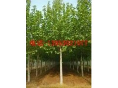 12公分櫻花15公分櫻花價(jià)格