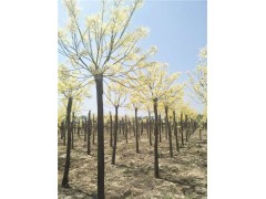 菏澤10公分12公分金枝槐批發(fā)基地 圖片實(shí)景拍攝