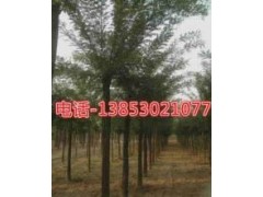 15公分合歡樹20公分合歡樹價(jià)格