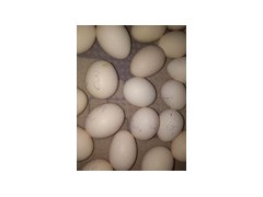 元寶雞雞蛋價(jià)格