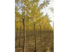 黃金槐8-10cm價格 樹桿直/易移植