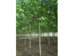 山東低價出售8-10-12公分定桿法桐樹 專業(yè)種植配送