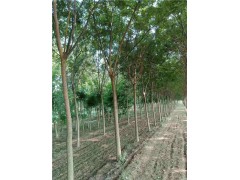 8-10公分國槐 精品老式國槐種植基地