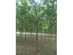 山東苗木國槐樹8-10-12cm冠幅飽滿/包裝精美