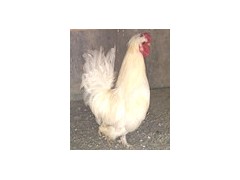 元寶雞價格