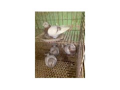 成年信鴿報(bào)價(jià)