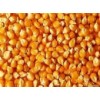 旺川飼料大量求購玉米棉粕麩皮碎米