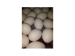 元寶雞雞蛋價(jià)格
