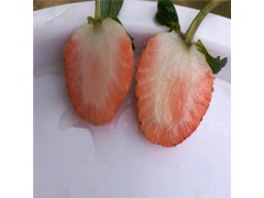2019年大棚種植章姬草莓苗價(jià)格 章姬草莓苗產(chǎn)量怎么樣