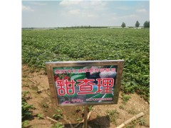 甜查理草莓苗適合南方大棚種植嗎