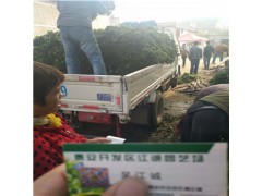 奶油草莓多少錢一斤 奶油草莓苗一棵多少錢