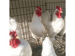 元寶雞苗多少錢一只