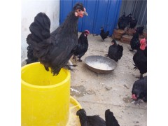 元寶雞一年下多少蛋