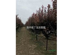 出售6-8-10公分紫葉李去哪里買 紫葉李價(jià)格參考
