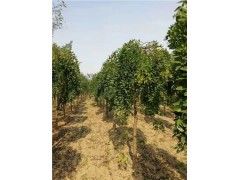 6公分8公分10公分龍爪槐樹苗廠家信息 產(chǎn)品和服務(wù)質(zhì)量好
